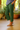 Women's Cropped Cuffed Straight Leg Trousers Green