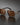 Women Square Double Bridge Sunglasses Dark Brown