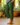 Women's Cropped Cuffed Straight Leg Trousers Green
