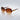 Women's Patterned Butterfly Sunglasses with Metallic Accents Amber