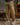 Men’s Cargo Pants with Patch Pockets and Belt Detail-Pants for Men-CaldwellVoss